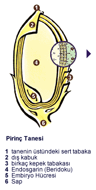 Parboil Pirinç Tanesi Bilgisi